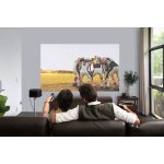 XGIMI Horizon projektor